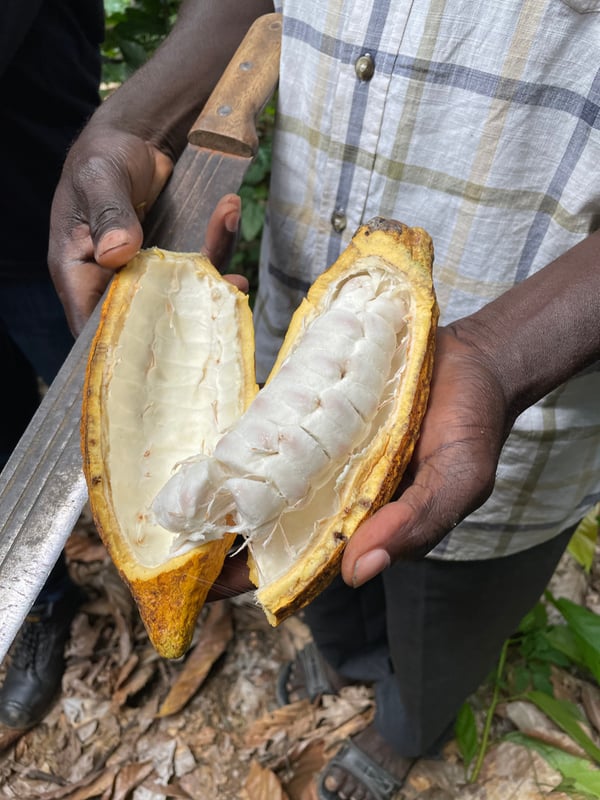 Ghana Kakaobohnen